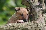 BULL TERRIER MINIATURE 227